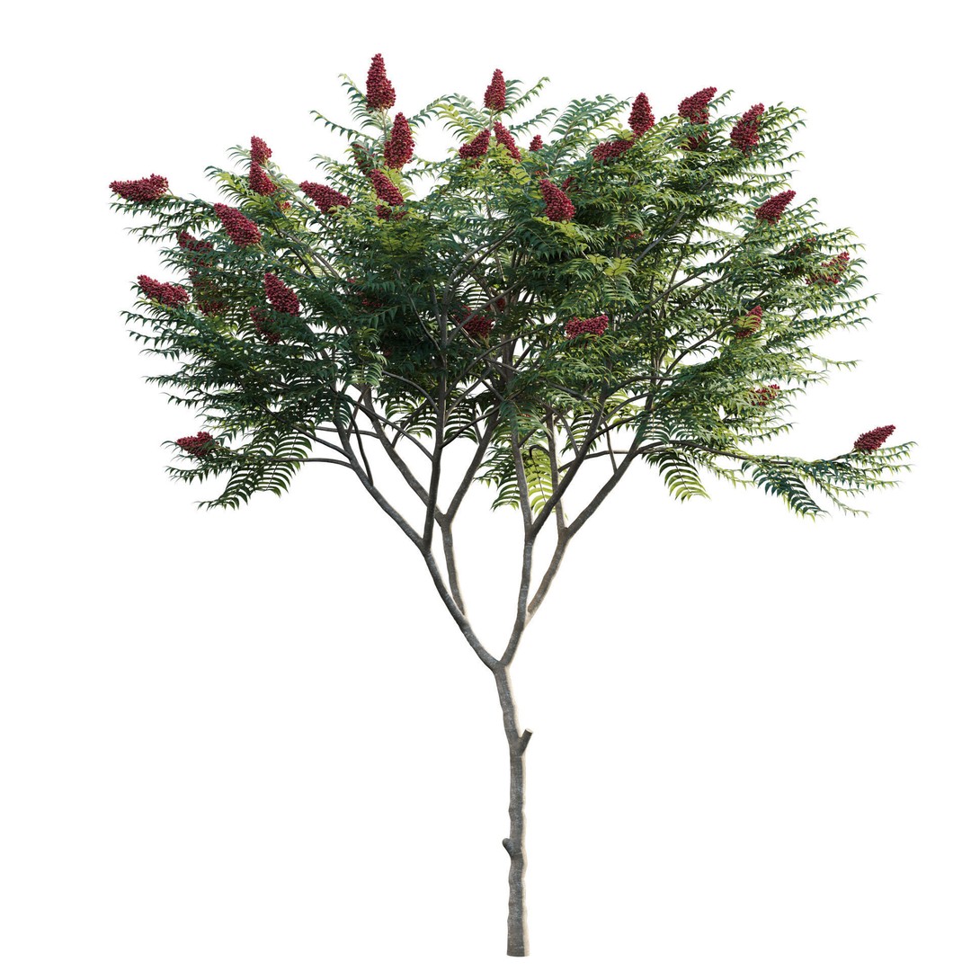 Rhus Typhina 3D Model – PBR Plant Asset, FBX, Game-Ready - View 3