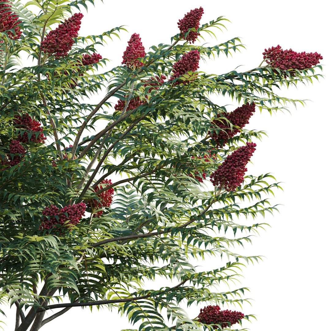 Rhus Typhina 3D Model – PBR Plant Asset, FBX, Game-Ready - View 4