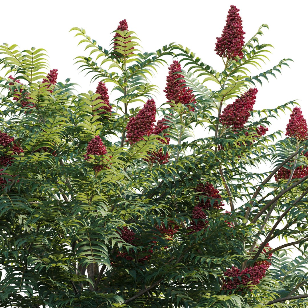 Rhus Typhina 3D Model – PBR Plant Asset, FBX, Game-Ready - View 5