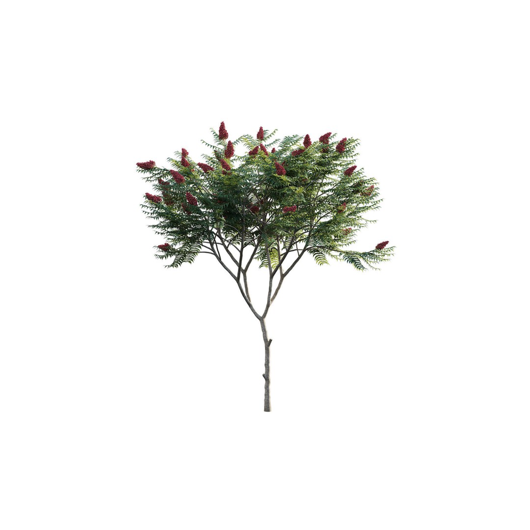 Rhus Typhina 3D Model – PBR Plant Asset, FBX, Game-Ready - View 7