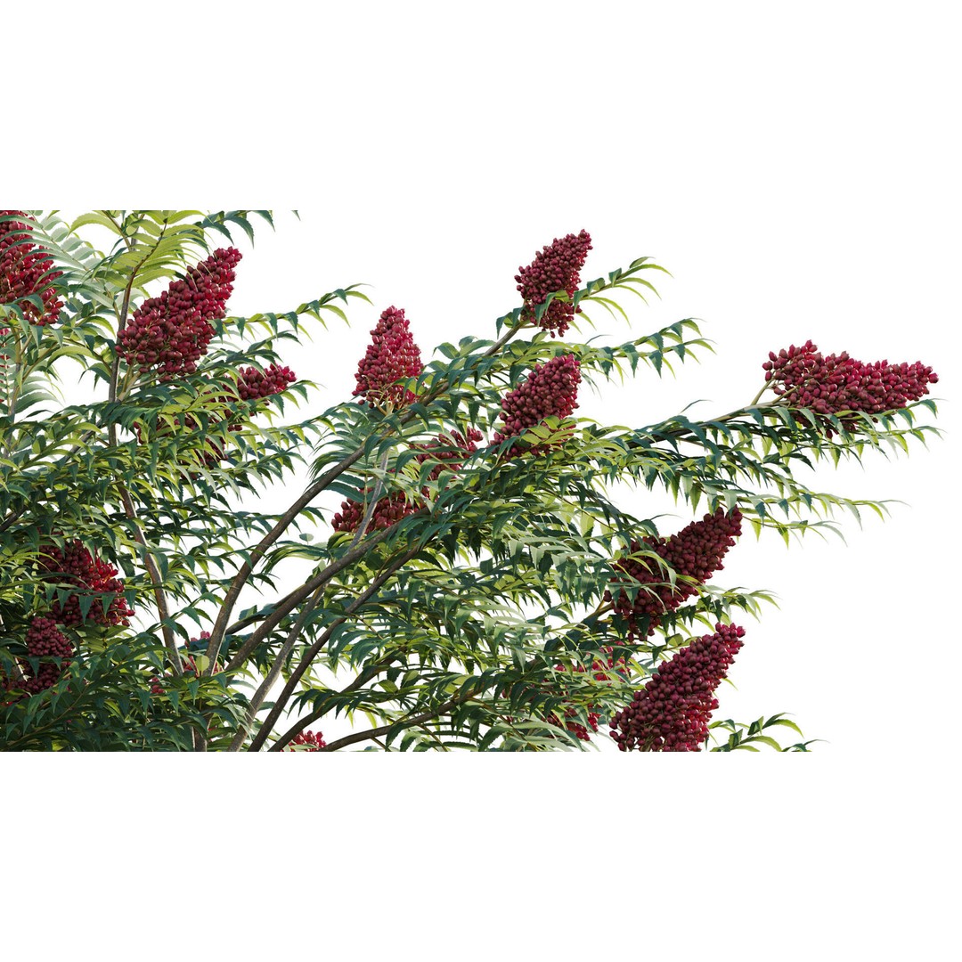 Rhus Typhina 3D Model – PBR Plant Asset, FBX, Game-Ready - View 8