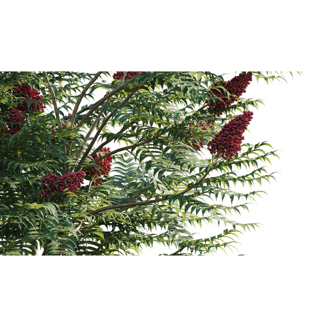 Rhus Typhina 3D Model – PBR Plant Asset, FBX, Game-Ready - View 9