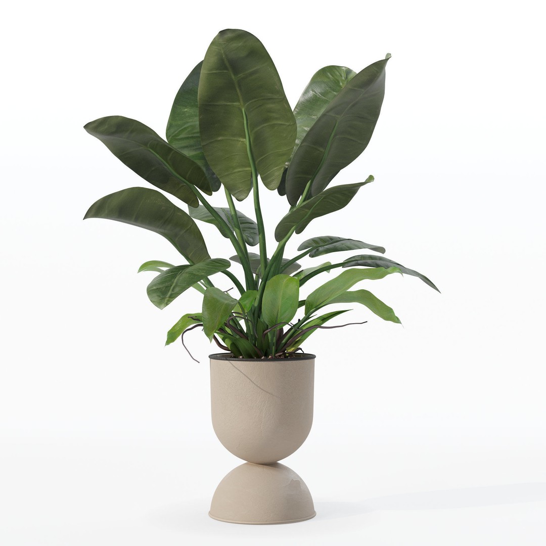 Philodendron Imperial Green 3D Model – Realistic Indoor Plant, PBR Textures