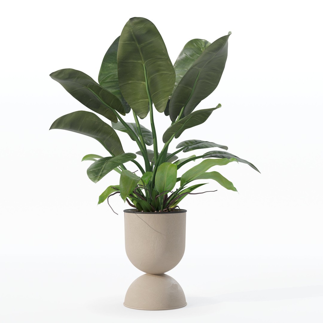 Philodendron Imperial Green 3D Model – Realistic Indoor Plant, PBR Textures - View 11