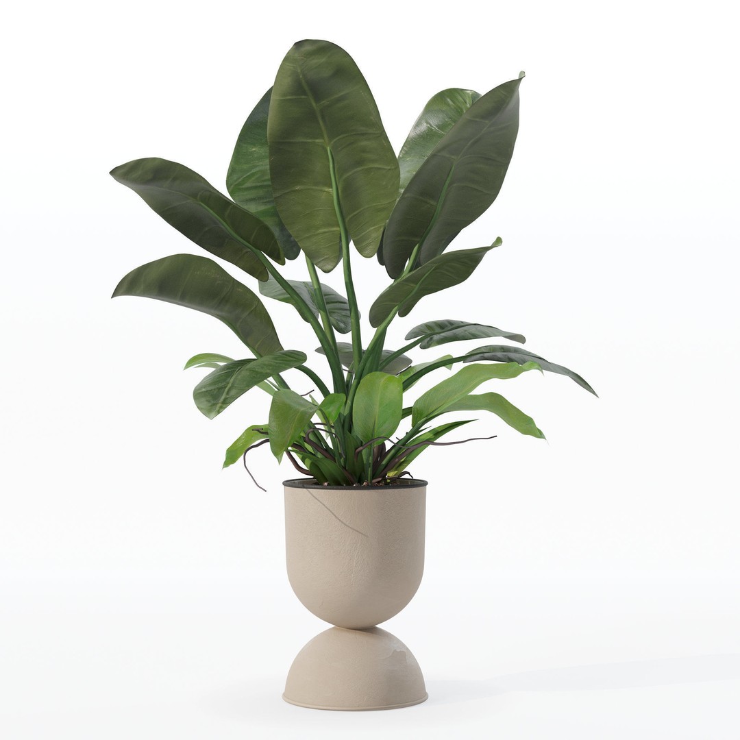 Philodendron Imperial Green 3D Model – Realistic Indoor Plant, PBR Textures - View 12