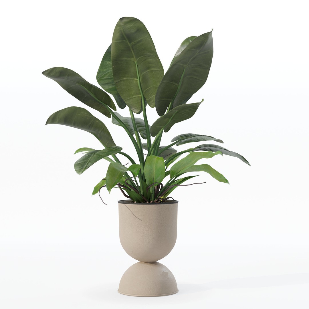 Philodendron Imperial Green 3D Model – Realistic Indoor Plant, PBR Textures - View 13