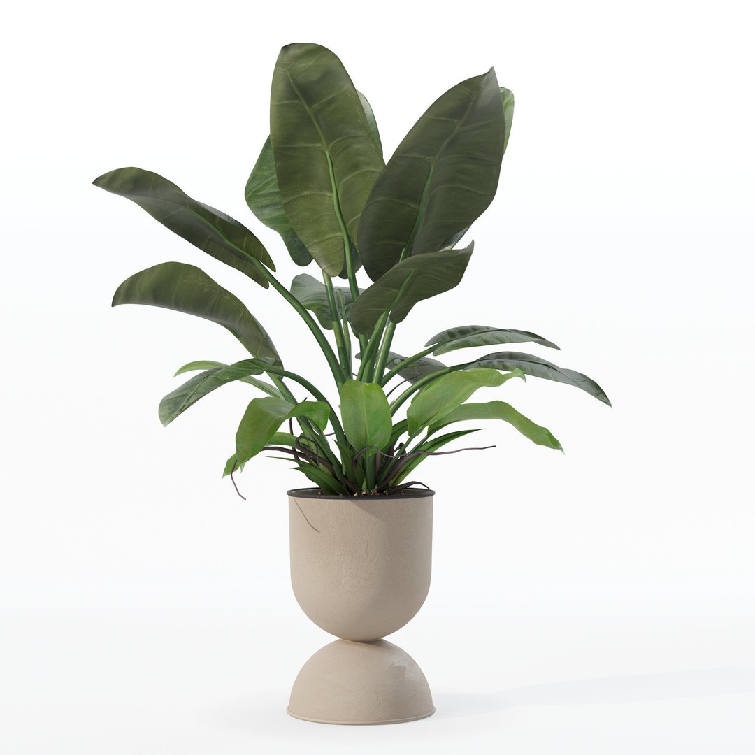 Philodendron Imperial Green 3D Model – Realistic Indoor Plant, PBR Textures - View 14