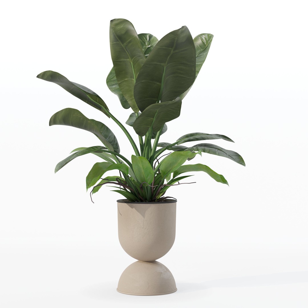 Philodendron Imperial Green 3D Model – Realistic Indoor Plant, PBR Textures - View 15