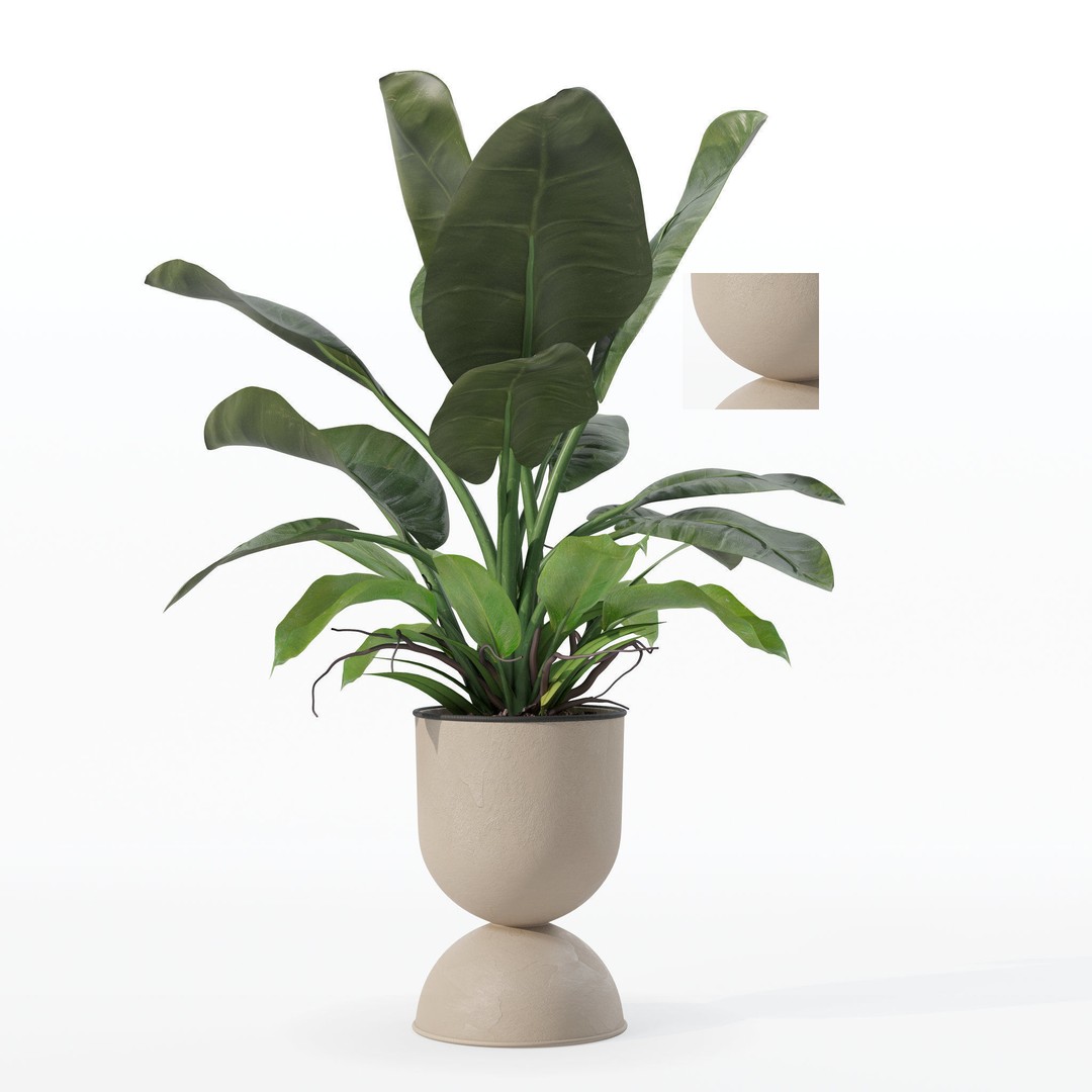 Philodendron Imperial Green 3D Model – Realistic Indoor Plant, PBR Textures - View 16