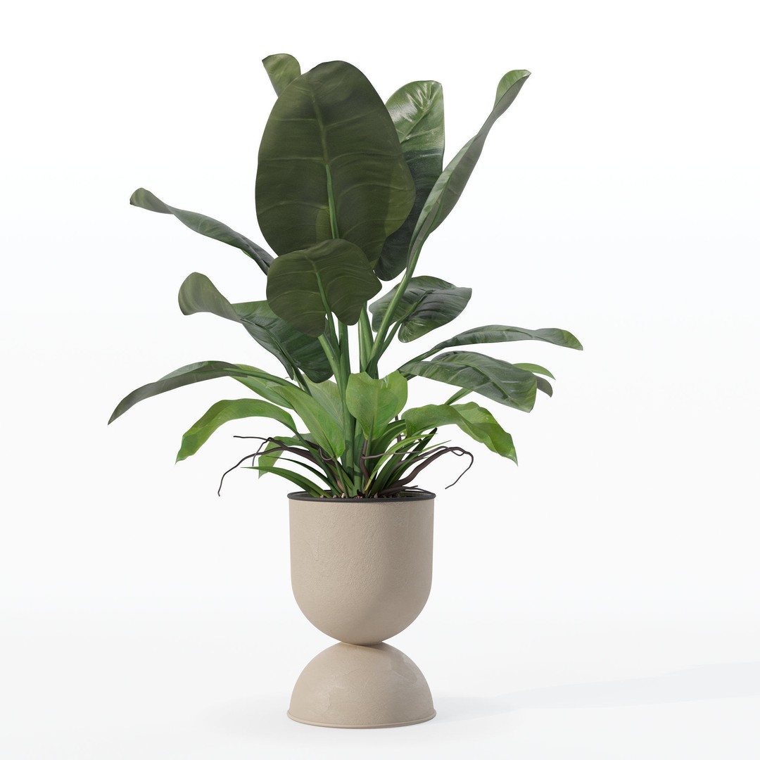 Philodendron Imperial Green 3D Model – Realistic Indoor Plant, PBR Textures - View 17