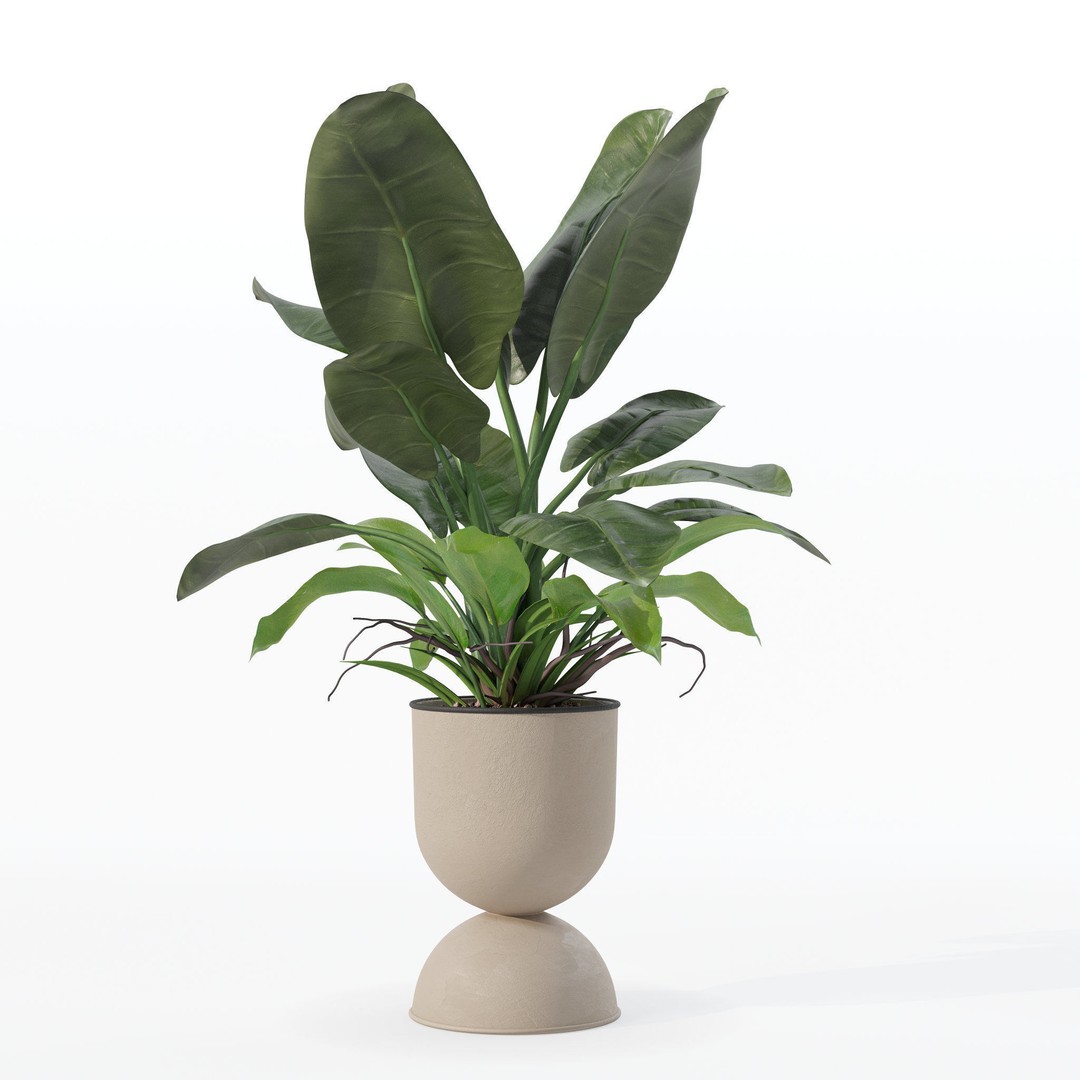 Philodendron Imperial Green 3D Model – Realistic Indoor Plant, PBR Textures - View 18