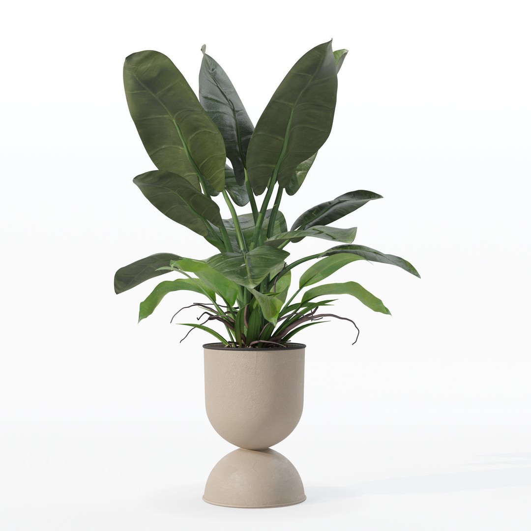 Philodendron Imperial Green 3D Model – Realistic Indoor Plant, PBR Textures - View 19