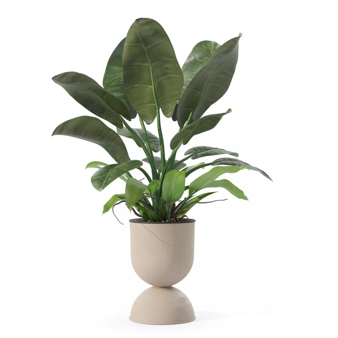 Philodendron Imperial Green 3D Model – Realistic Indoor Plant, PBR Textures - View 2