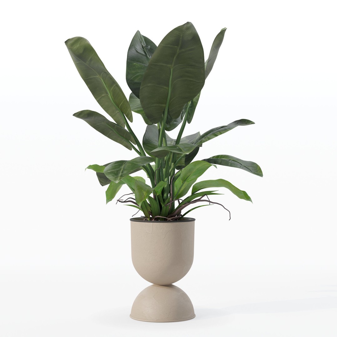 Philodendron Imperial Green 3D Model – Realistic Indoor Plant, PBR Textures - View 20