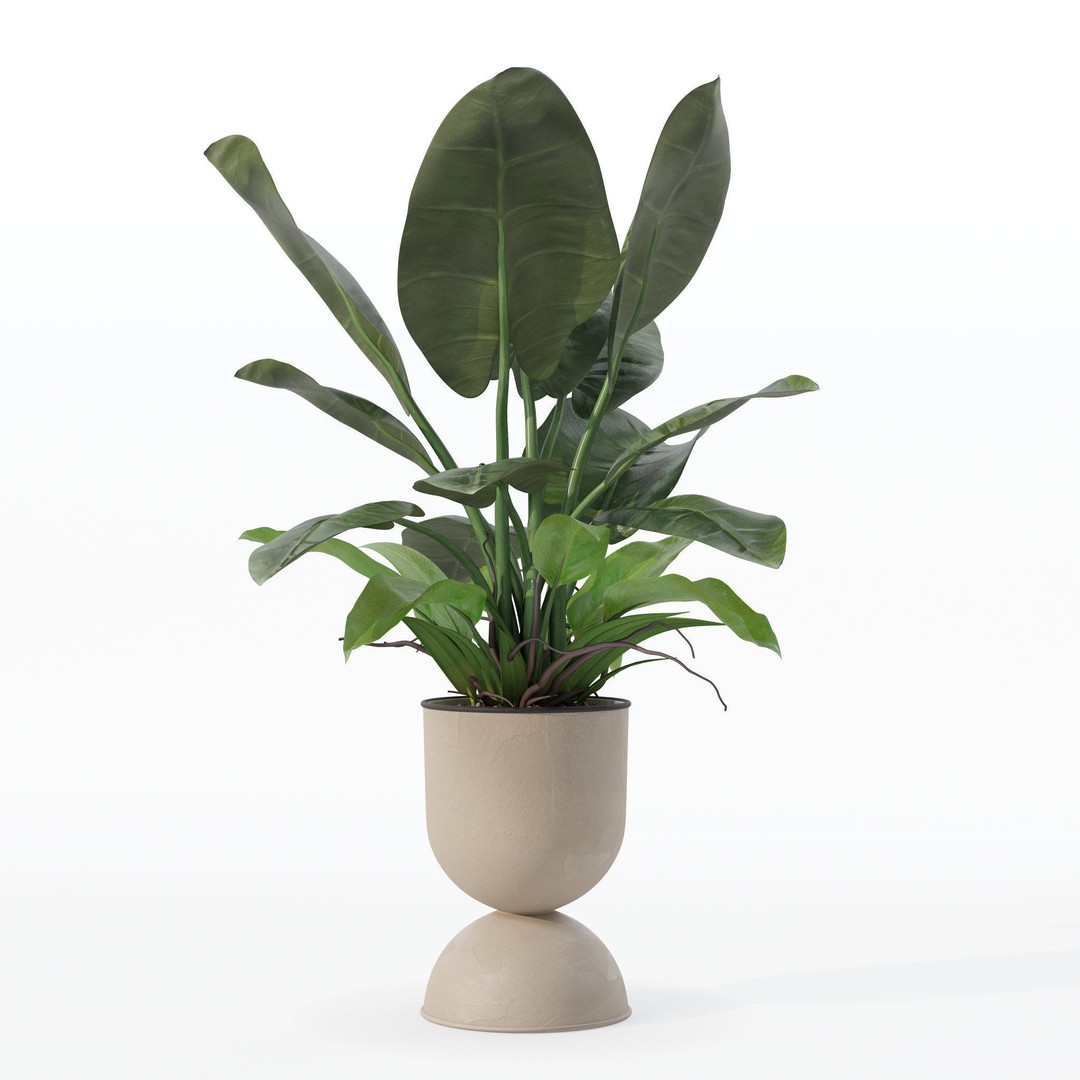 Philodendron Imperial Green 3D Model – Realistic Indoor Plant, PBR Textures - View 21