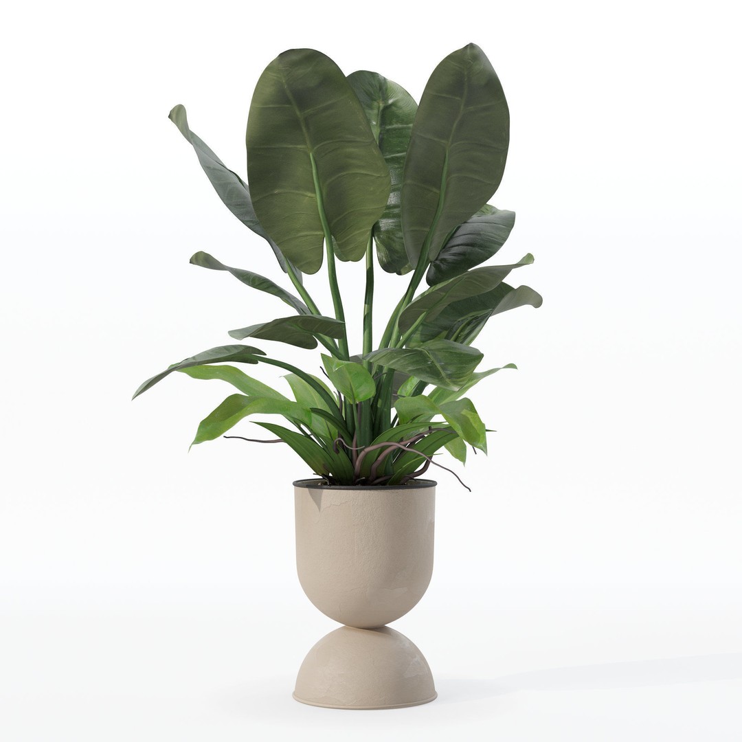 Philodendron Imperial Green 3D Model – Realistic Indoor Plant, PBR Textures - View 22