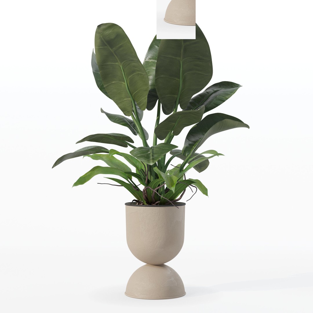 Philodendron Imperial Green 3D Model – Realistic Indoor Plant, PBR Textures - View 23