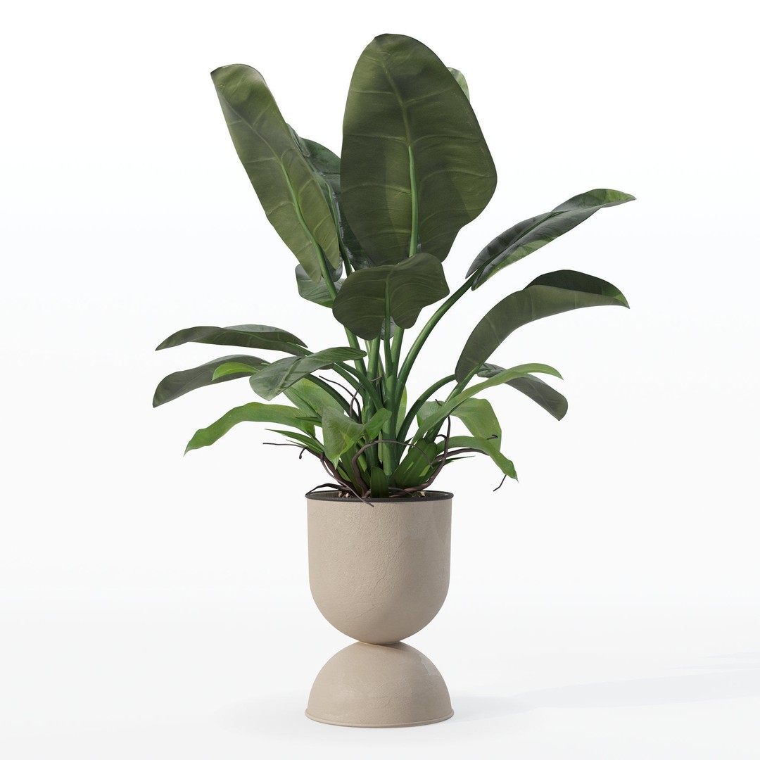 Philodendron Imperial Green 3D Model – Realistic Indoor Plant, PBR Textures - View 24