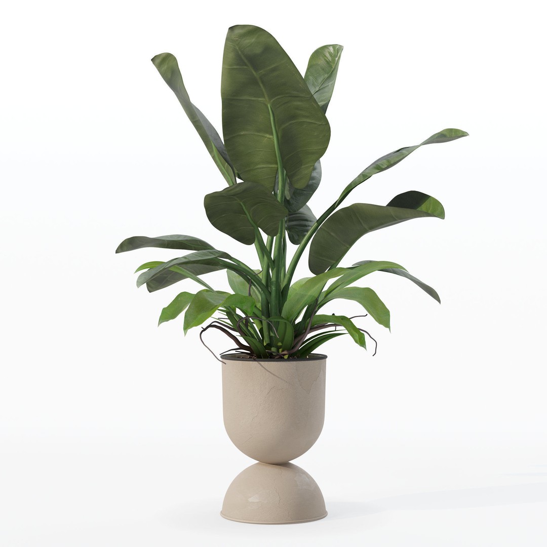 Philodendron Imperial Green 3D Model – Realistic Indoor Plant, PBR Textures - View 25