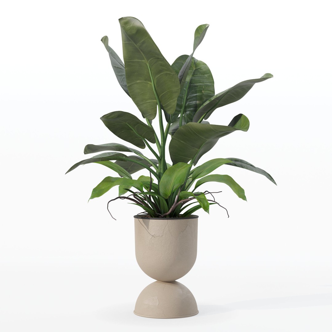 Philodendron Imperial Green 3D Model – Realistic Indoor Plant, PBR Textures - View 26