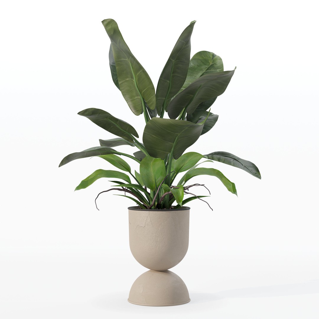 Philodendron Imperial Green 3D Model – Realistic Indoor Plant, PBR Textures - View 27