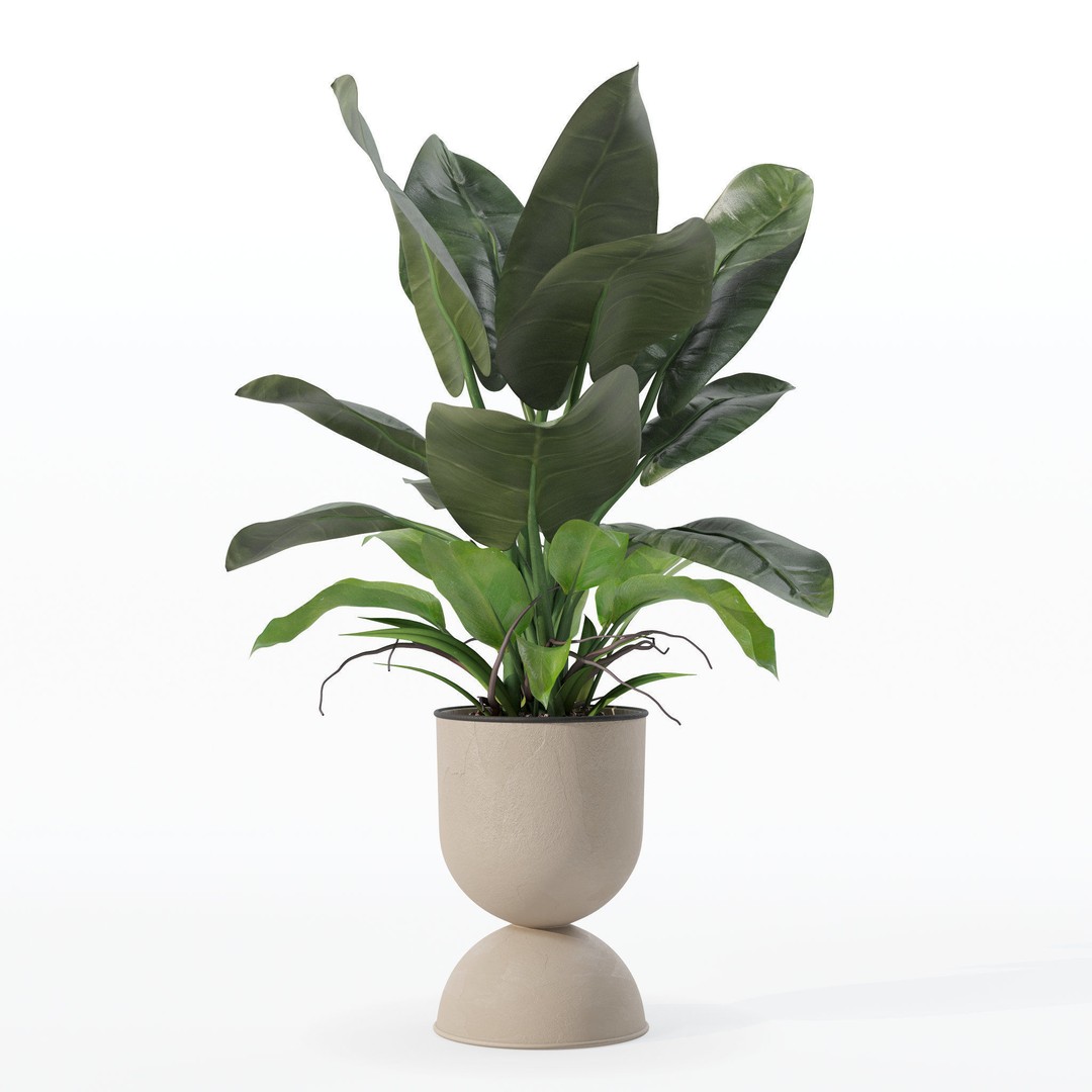 Philodendron Imperial Green 3D Model – Realistic Indoor Plant, PBR Textures - View 28