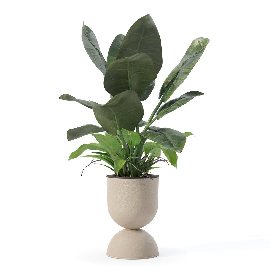 Philodendron Imperial Green 3D Model – Realistic Indoor Plant, PBR Textures - View 3