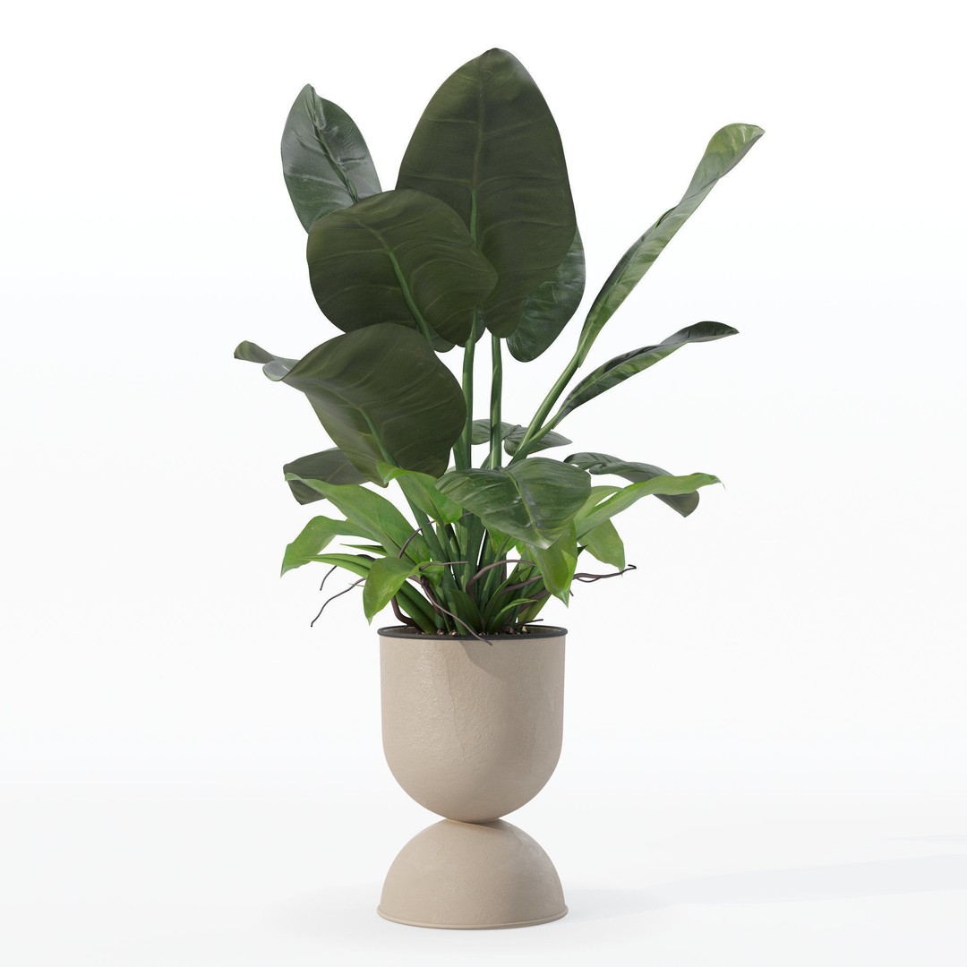 Philodendron Imperial Green 3D Model – Realistic Indoor Plant, PBR Textures - View 30