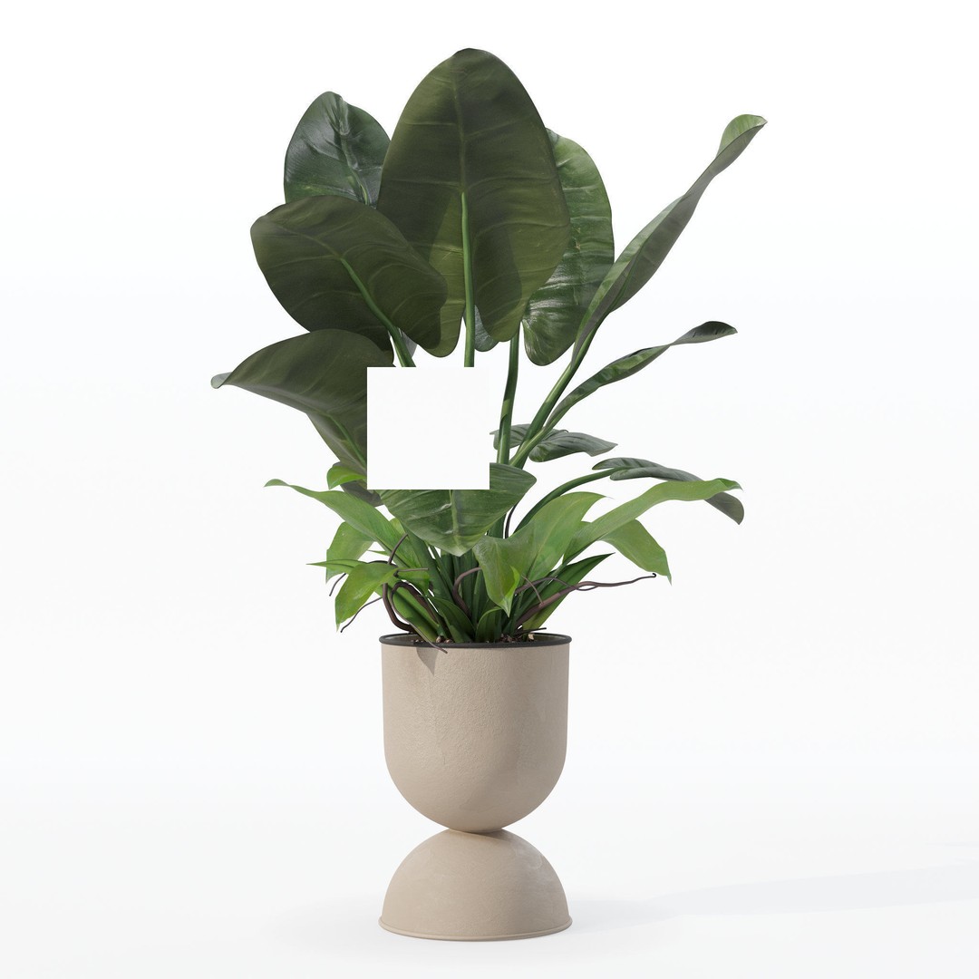 Philodendron Imperial Green 3D Model – Realistic Indoor Plant, PBR Textures - View 31