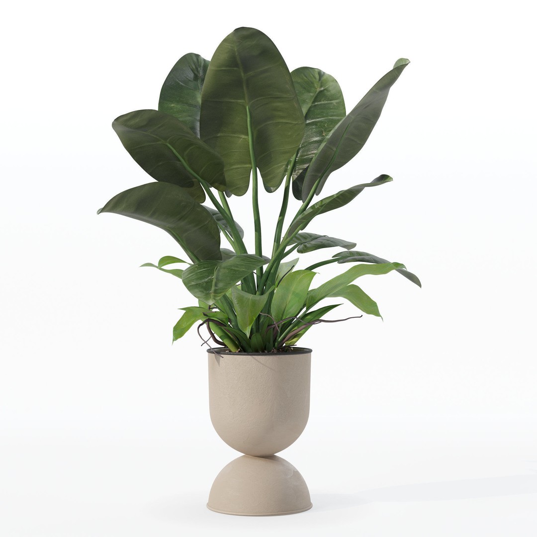 Philodendron Imperial Green 3D Model – Realistic Indoor Plant, PBR Textures - View 32