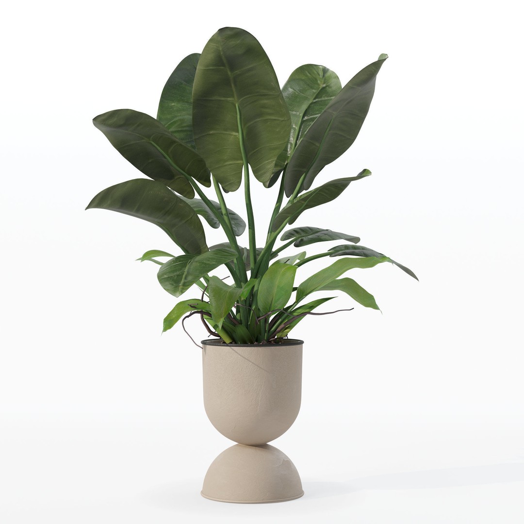 Philodendron Imperial Green 3D Model – Realistic Indoor Plant, PBR Textures - View 33