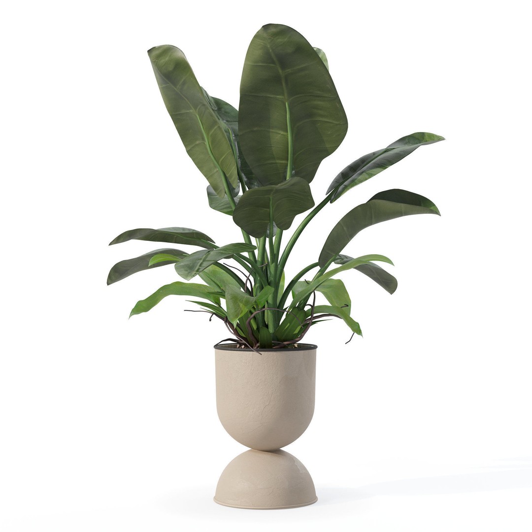 Philodendron Imperial Green 3D Model – Realistic Indoor Plant, PBR Textures - View 4