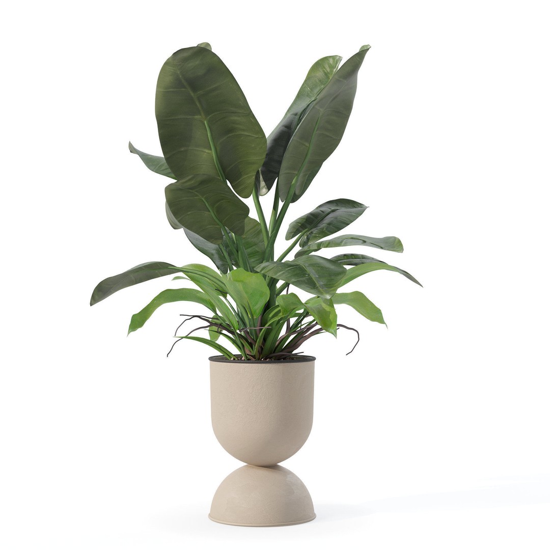 Philodendron Imperial Green 3D Model – Realistic Indoor Plant, PBR Textures - View 6
