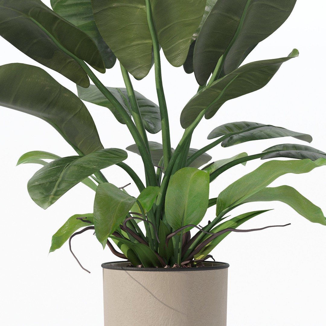 Philodendron Imperial Green 3D Model – Realistic Indoor Plant, PBR Textures - View 7