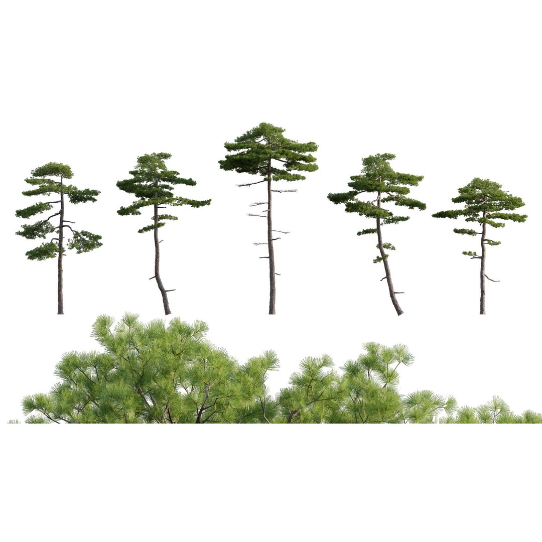 Japanese Garden 3D Model – High-Quality Plant Assets, FBX & PBR - View 10