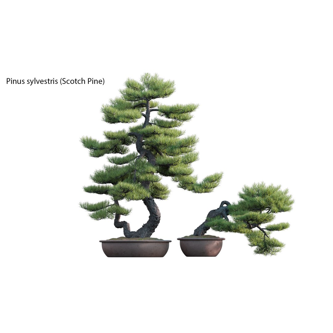 Japanese Garden 3D Model – High-Quality Plant Assets, FBX & PBR - View 14