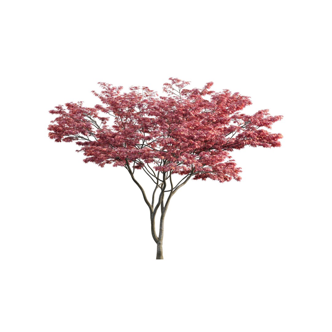 Japanese Garden 3D Model – High-Quality Plant Assets, FBX & PBR - View 19