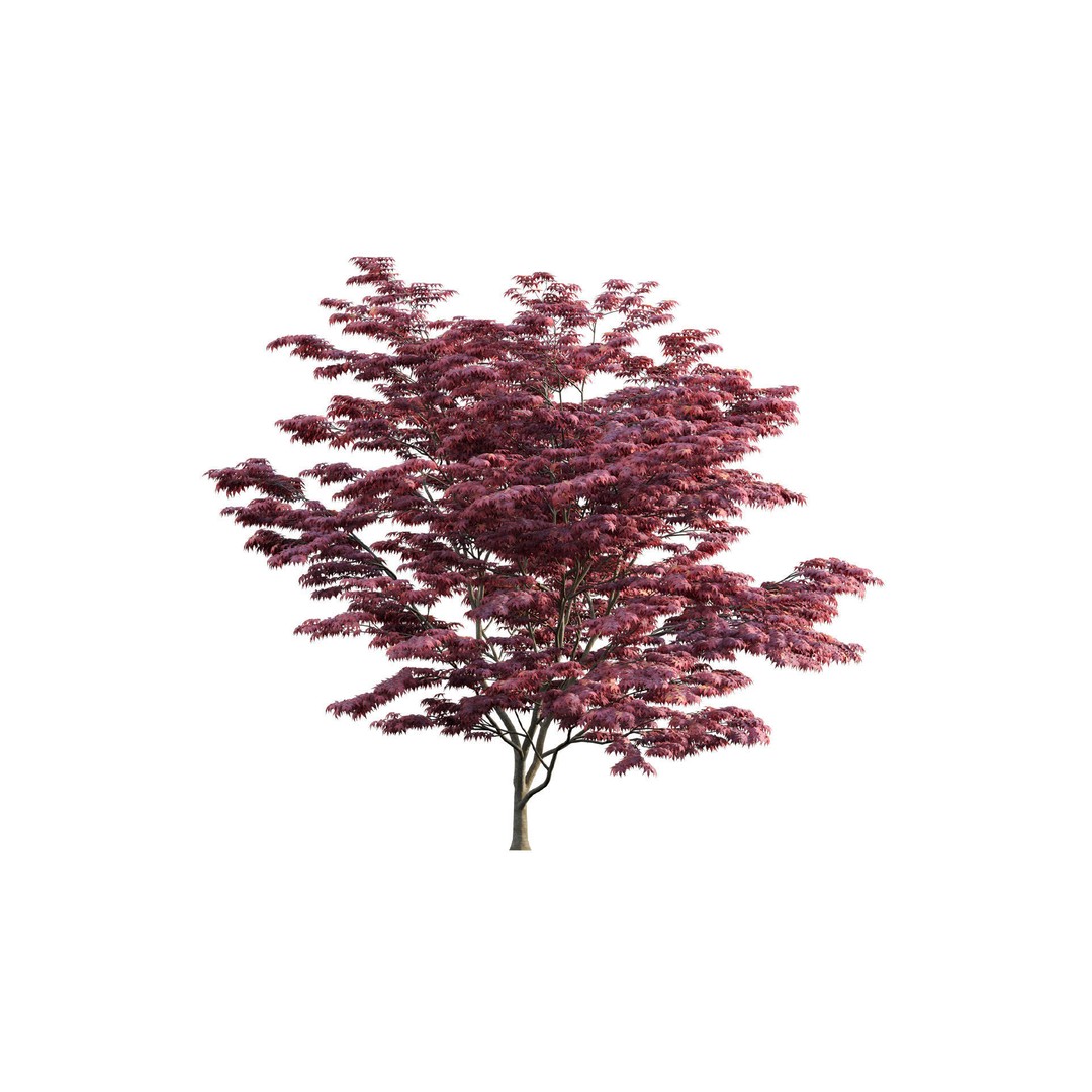 Japanese Garden 3D Model – High-Quality Plant Assets, FBX & PBR - View 20