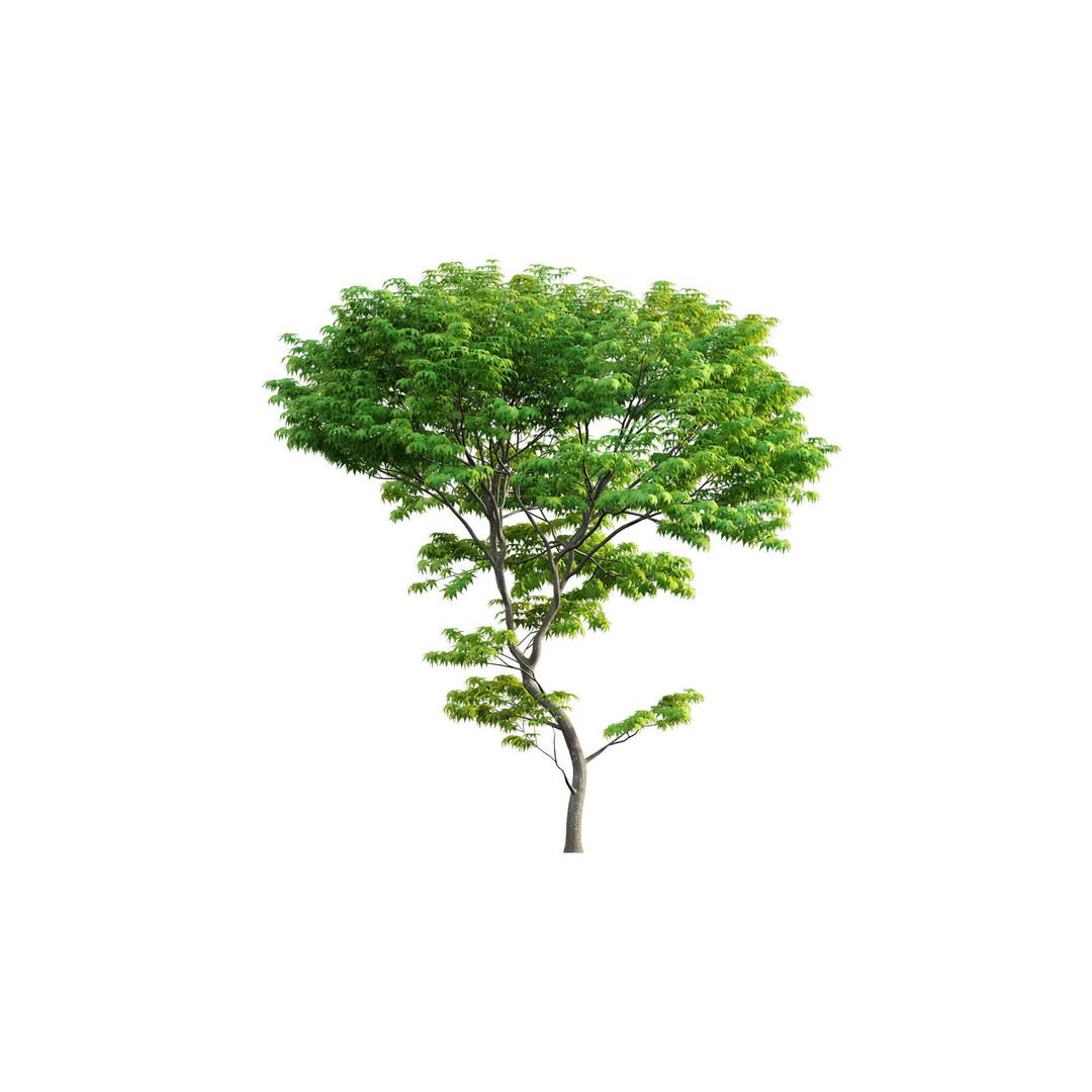 Japanese Garden 3D Model – High-Quality Plant Assets, FBX & PBR - View 21