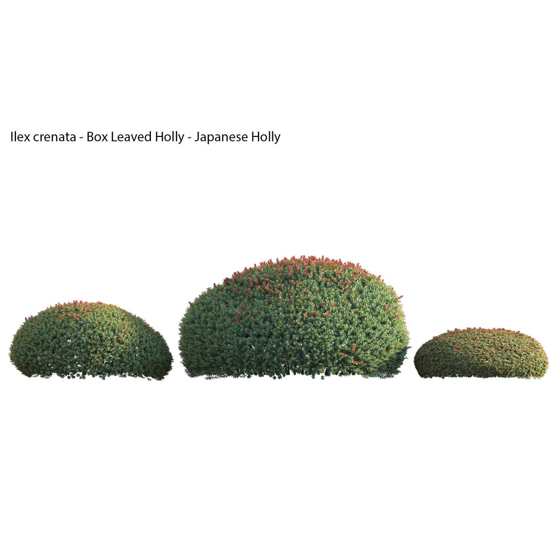 Japanese Garden 3D Model – High-Quality Plant Assets, FBX & PBR - View 26