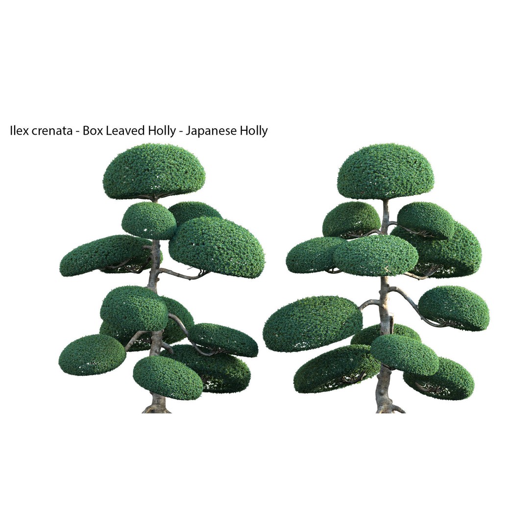 Japanese Garden 3D Model – High-Quality Plant Assets, FBX & PBR - View 27