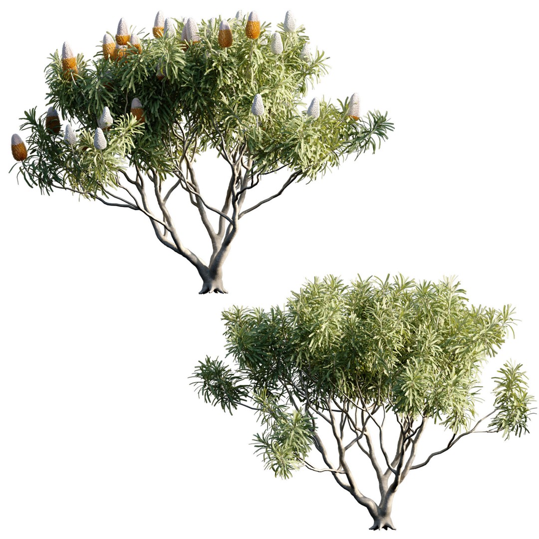 Banksia Prionotes 3D Model – Realistic Plant Asset, FBX, PBR - View 3