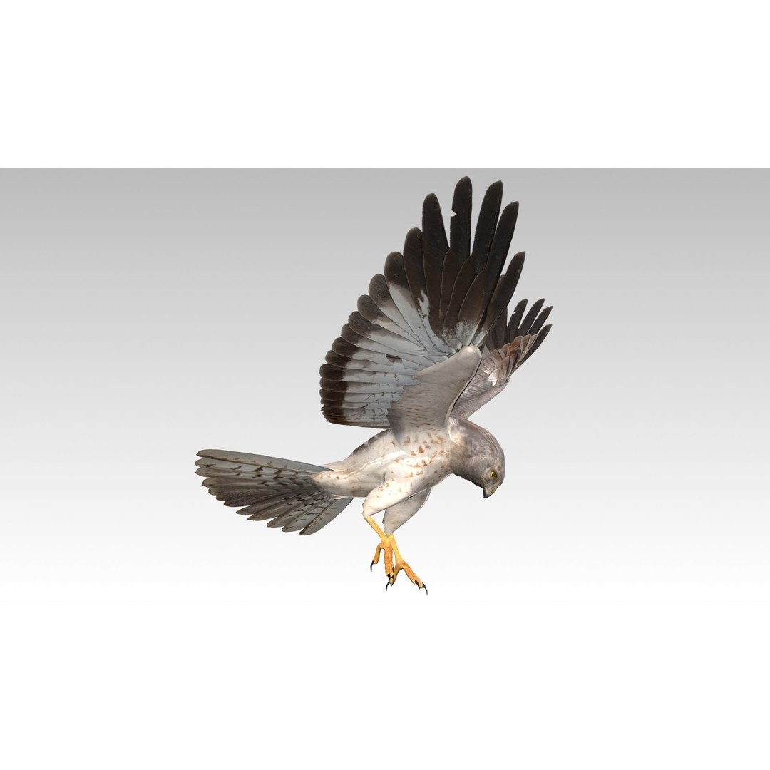 Hen Harrier 3D Model – Low Poly Animated Game Asset, FBX - View 10