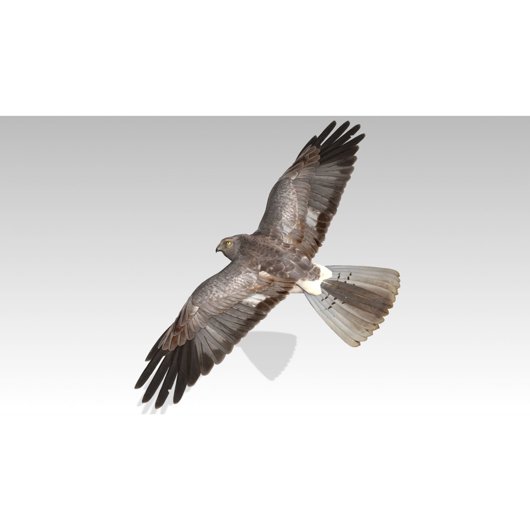 Hen Harrier 3D Model – Low Poly Animated Game Asset, FBX - View 11