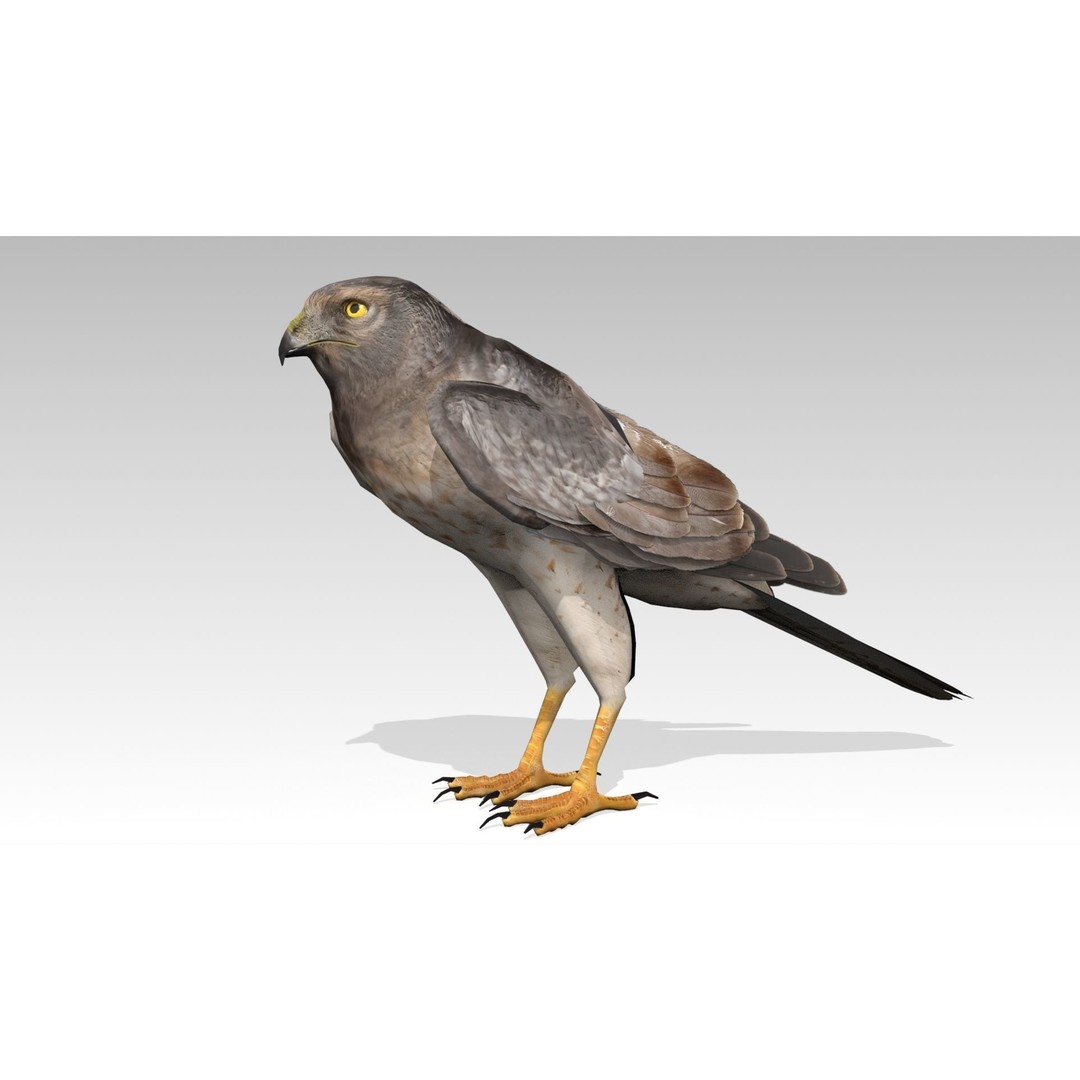 Hen Harrier 3D Model – Low Poly Animated Game Asset, FBX - View 12