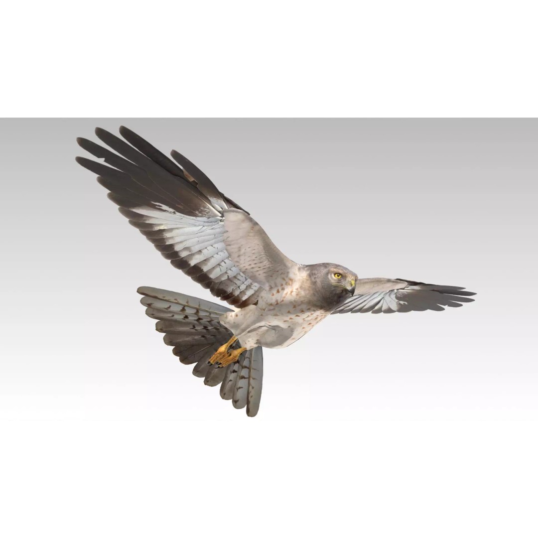 Hen Harrier 3D Model – Low Poly Animated Game Asset, FBX - View 2