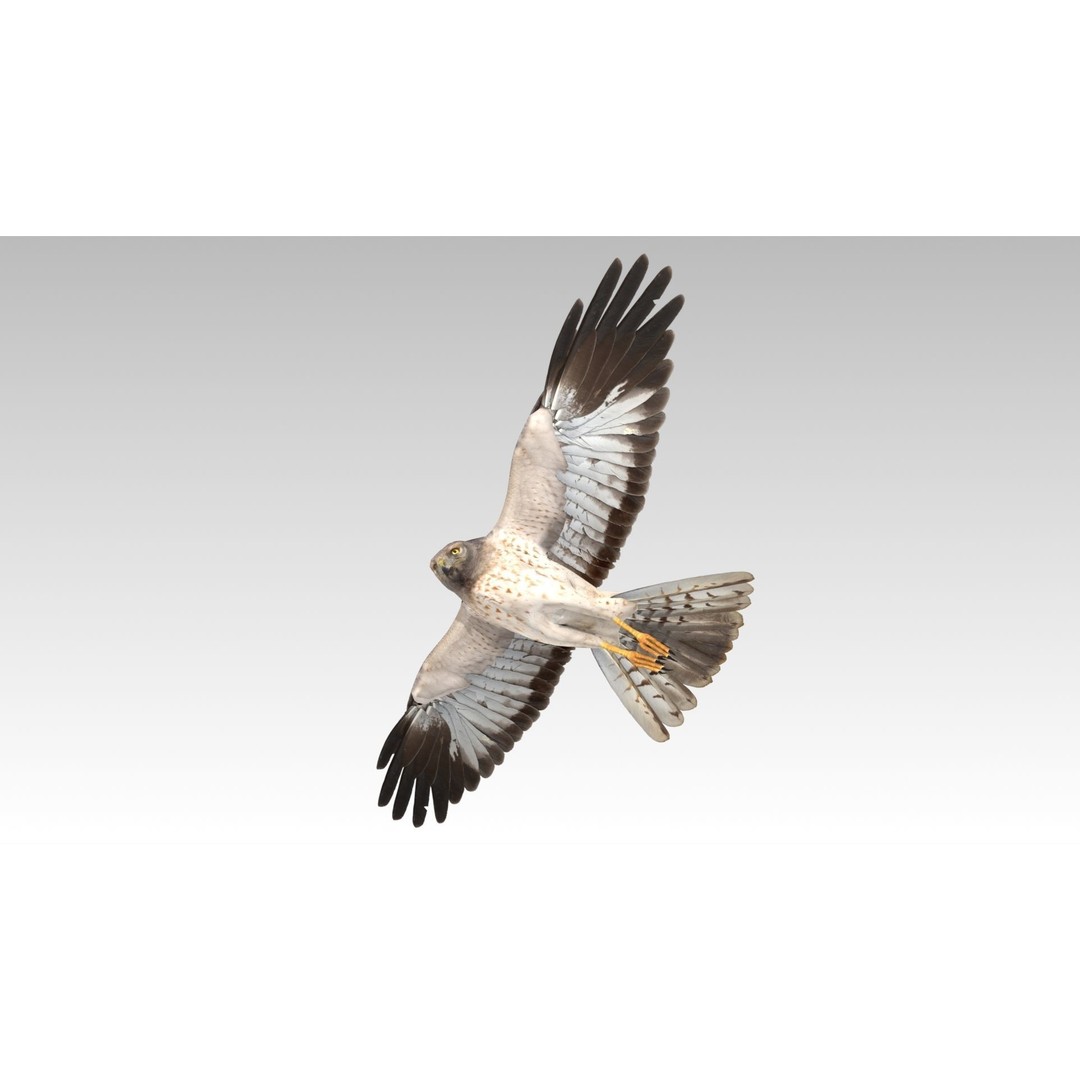 Hen Harrier 3D Model – Low Poly Animated Game Asset, FBX - View 3