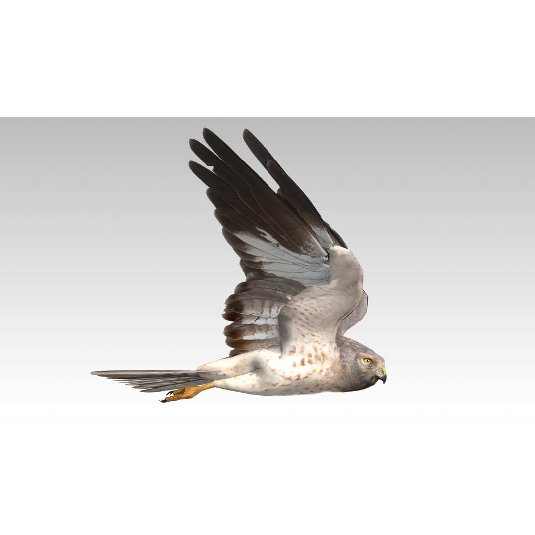 Hen Harrier 3D Model – Low Poly Animated Game Asset, FBX - View 4