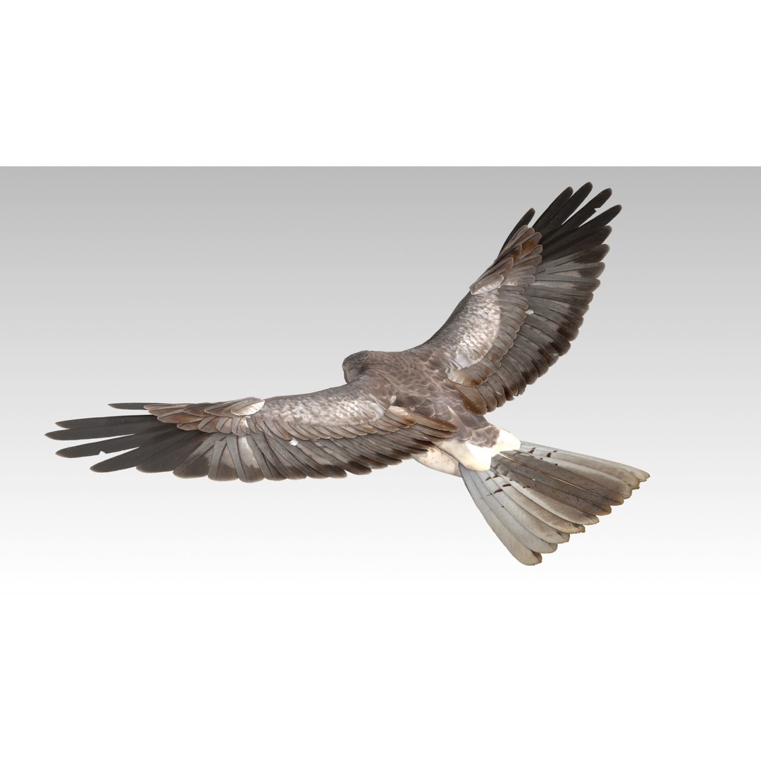 Hen Harrier 3D Model – Low Poly Animated Game Asset, FBX - View 5
