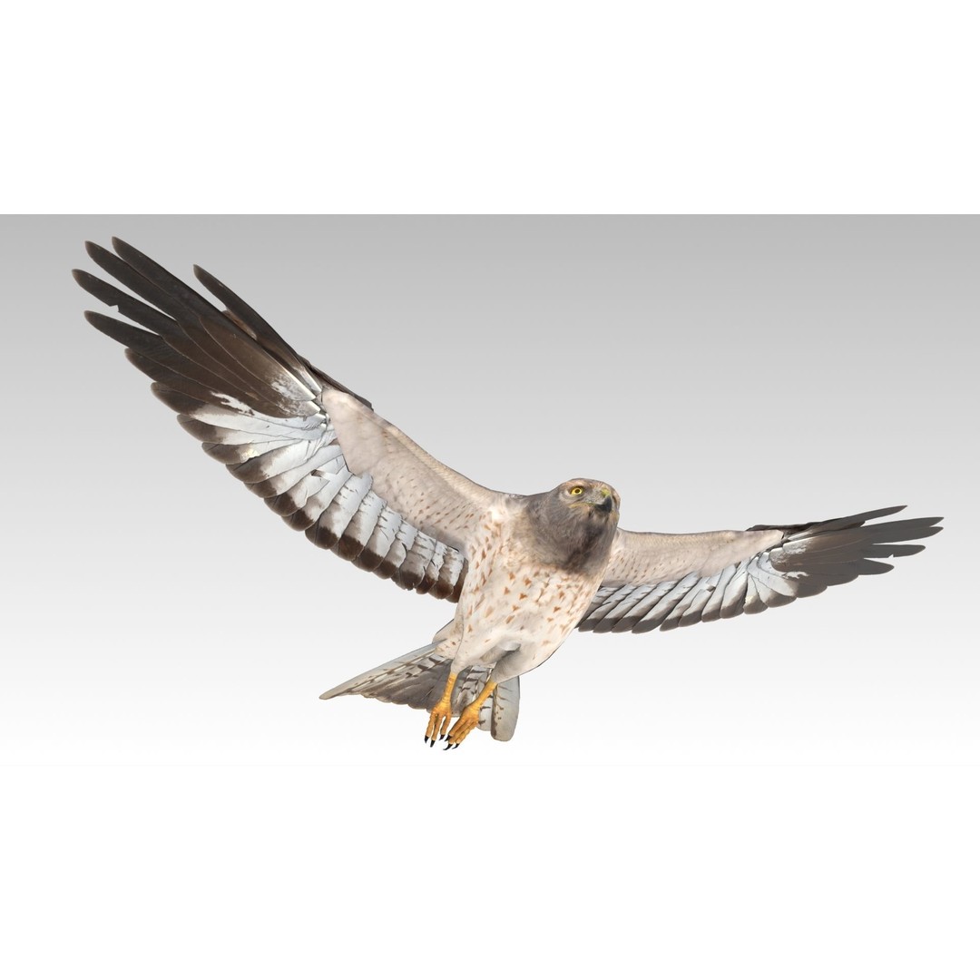 Hen Harrier 3D Model – Low Poly Animated Game Asset, FBX - View 6